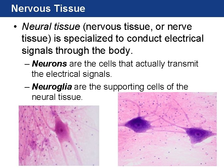 Nervous Tissue • Neural tissue (nervous tissue, or nerve tissue) is specialized to conduct