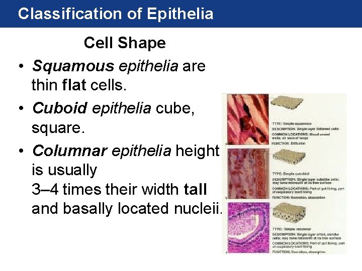 Classification of Epithelia Cell Shape • Squamous epithelia are thin flat cells. • Cuboid