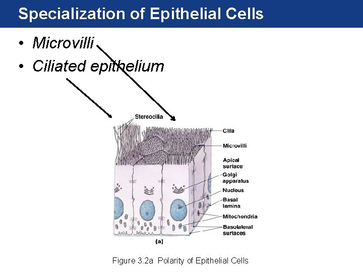 Specialization of Epithelial Cells • Microvilli • Ciliated epithelium Figure 3. 2 a Polarity