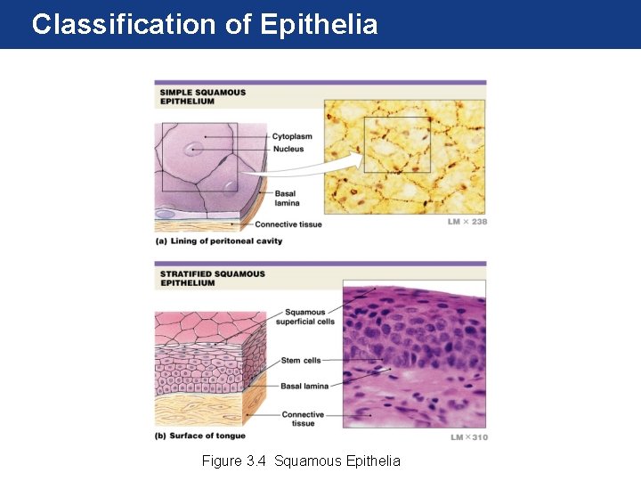 Classification of Epithelia Figure 3. 4 Squamous Epithelia 
