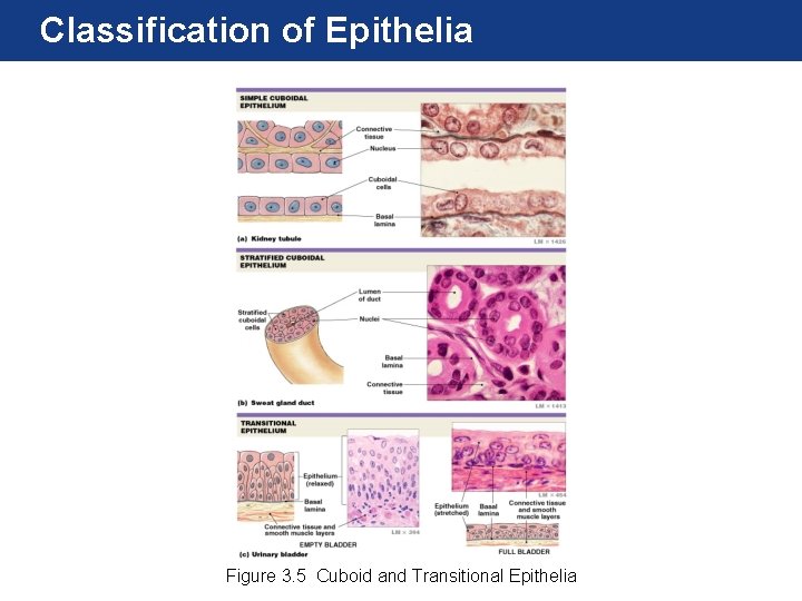 Classification of Epithelia Figure 3. 5 Cuboid and Transitional Epithelia 