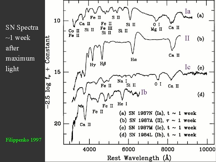Ia SN Spectra ~1 week after maximum light II Ic Ib Filippenko 1997 42