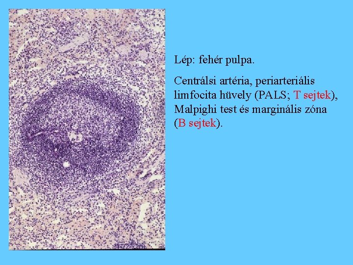 Lép: fehér pulpa. Centrálsi artéria, periarteriális limfocita hüvely (PALS; T sejtek), Malpighi test és