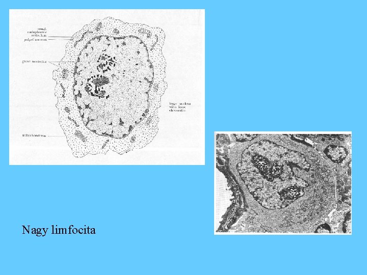 Nagy limfocita 