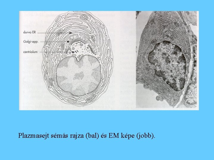 Plazmasejt sémás rajza (bal) és EM képe (jobb). 