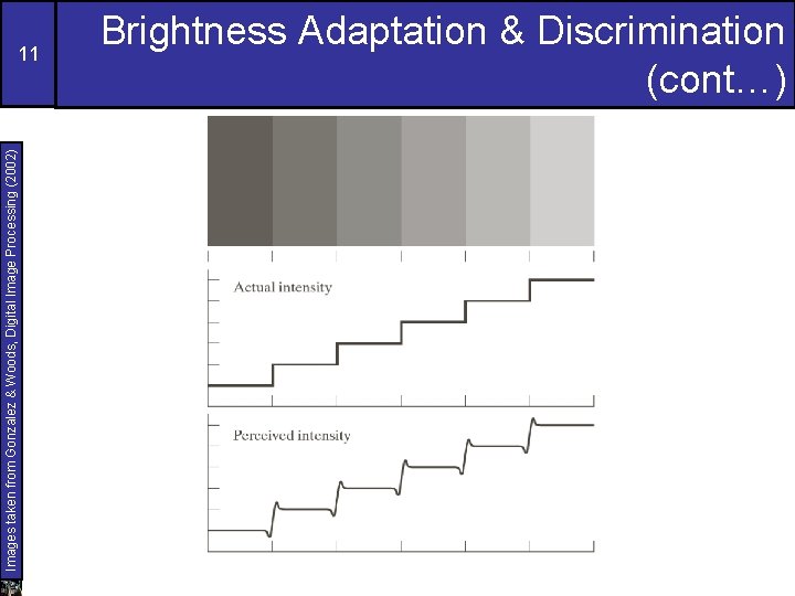 Images taken from Gonzalez & Woods, Digital Image Processing (2002) 11 Brightness Adaptation &