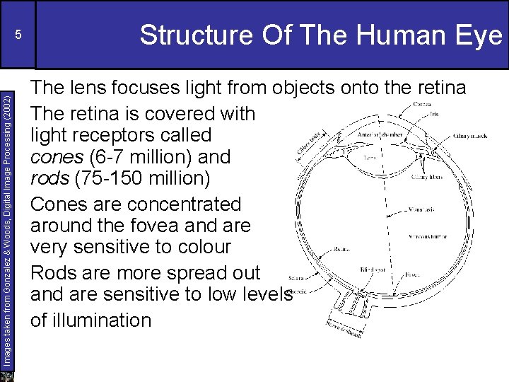 Images taken from Gonzalez & Woods, Digital Image Processing (2002) 5 Structure Of The