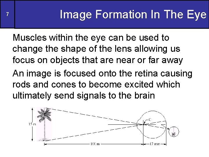 7 Image Formation In The Eye Muscles within the eye can be used to