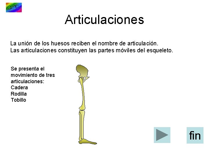 Articulaciones La unión de los huesos reciben el nombre de articulación. Las articulaciones constituyen