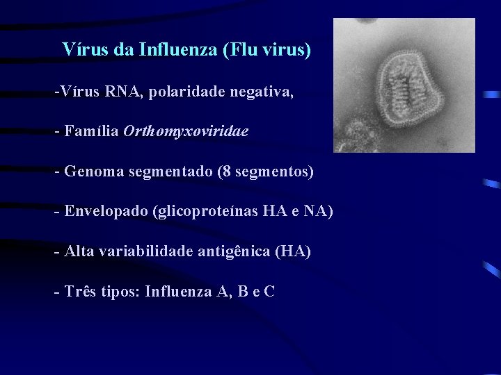 Vírus da Influenza (Flu virus) -Vírus RNA, polaridade negativa, - Família Orthomyxoviridae - Genoma
