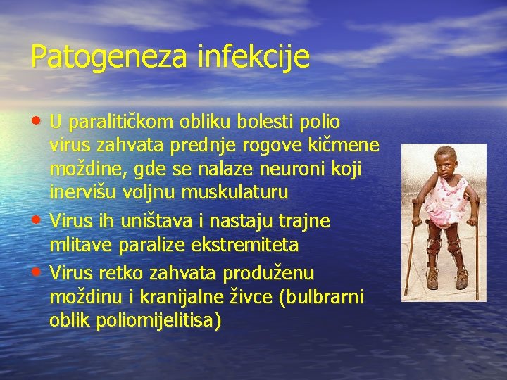 Patogeneza infekcije • U paralitičkom obliku bolesti polio • • virus zahvata prednje rogove