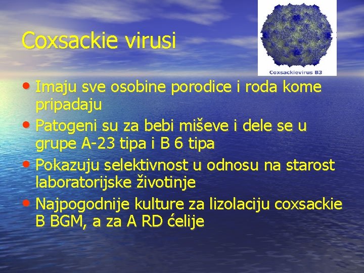 Coxsackie virusi • Imaju sve osobine porodice i roda kome pripadaju • Patogeni su