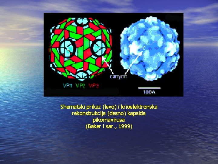 Shematski prikaz (levo) i krioelektronska rekonstrukcija (desno) kapsida pikornavirusa (Baker i sar. , 1999)