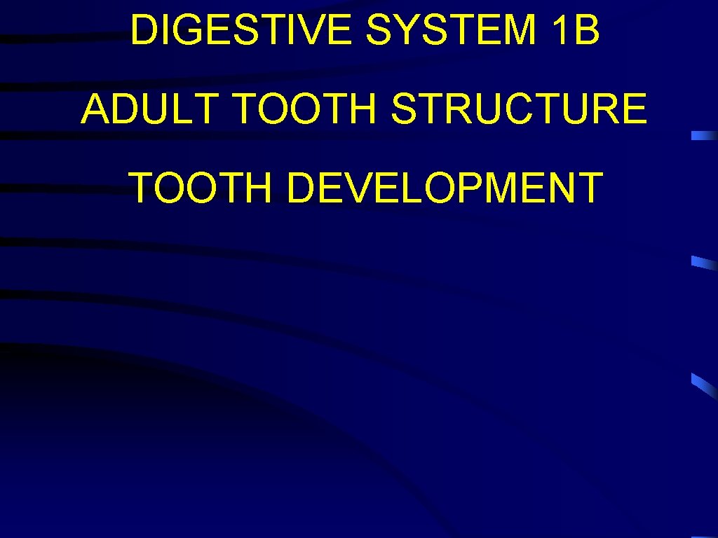 DIGESTIVE SYSTEM 1 B ADULT TOOTH STRUCTURE TOOTH DEVELOPMENT 