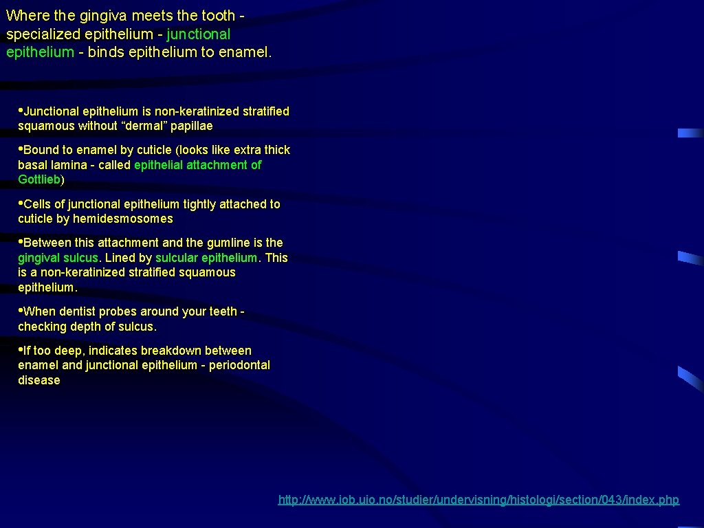 Where the gingiva meets the tooth specialized epithelium - junctional epithelium - binds epithelium