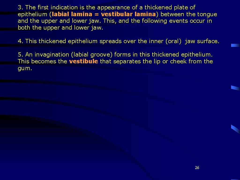 3. The first indication is the appearance of a thickened plate of epithelium (labial