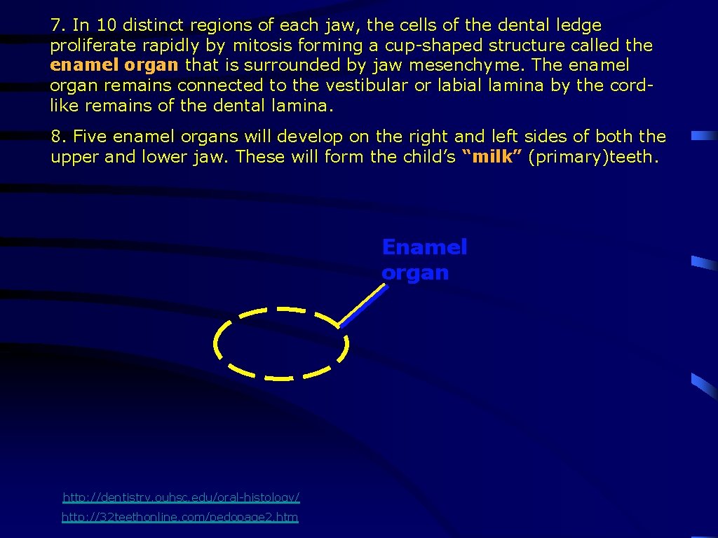 7. In 10 distinct regions of each jaw, the cells of the dental ledge