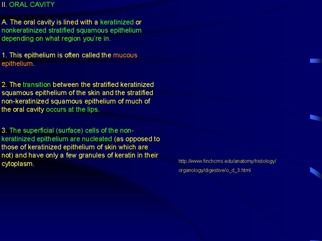 II. ORAL CAVITY A. The oral cavity is lined with a keratinized or nonkeratinized