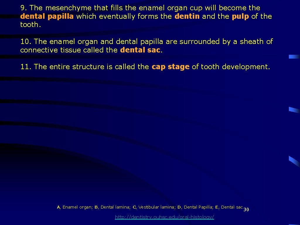 9. The mesenchyme that fills the enamel organ cup will become the dental papilla