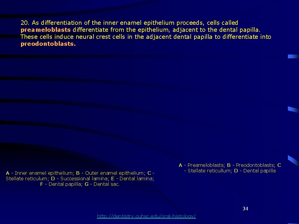 20. As differentiation of the inner enamel epithelium proceeds, cells called preameloblasts differentiate from