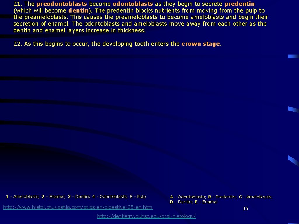 21. The preodontoblasts become odontoblasts as they begin to secrete predentin (which will become