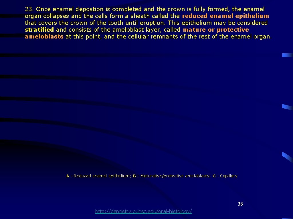 23. Once enamel depostion is completed and the crown is fully formed, the enamel