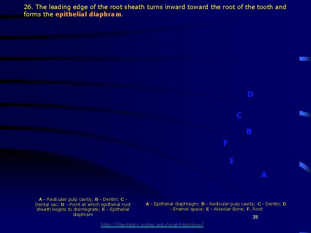 26. The leading edge of the root sheath turns inward toward the root of