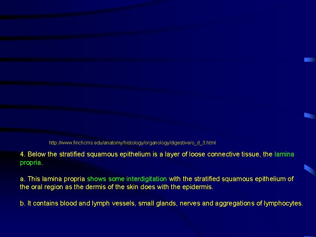 http: //www. finchcms. edu/anatomy/histology/organology/digestive/o_d_3. html 4. Below the stratified squamous epithelium is a layer