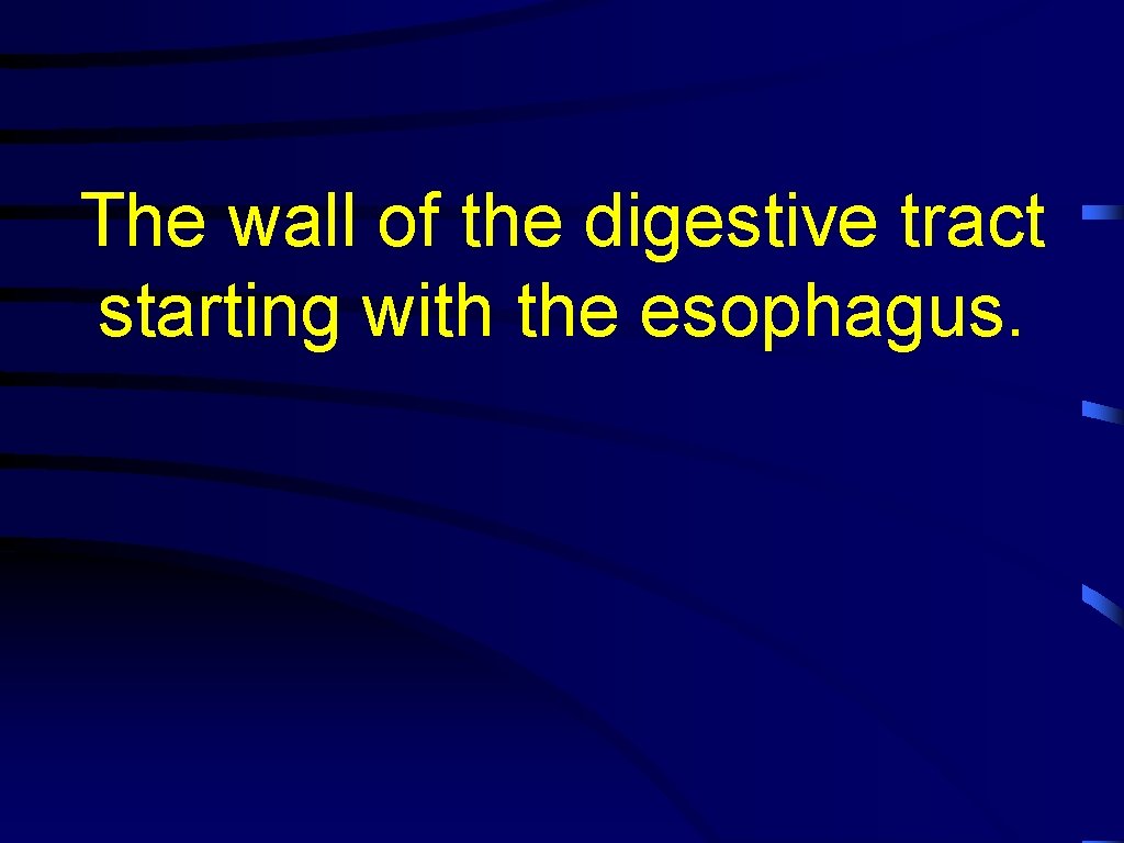 The wall of the digestive tract starting with the esophagus. 