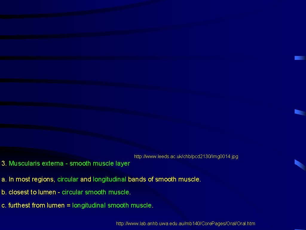 http: //www. leeds. ac. uk/chb/pcd 2130/Img 0014. jpg 3. Muscularis externa - smooth muscle