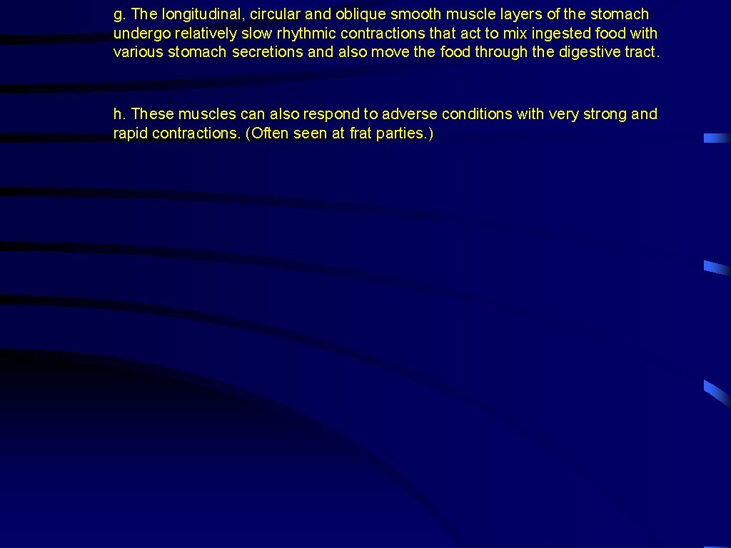 g. The longitudinal, circular and oblique smooth muscle layers of the stomach undergo relatively