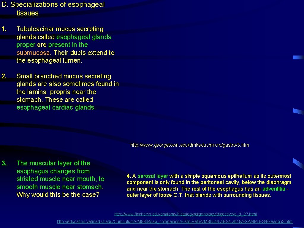 D. Specializations of esophageal tissues 1. Tubuloacinar mucus secreting glands called esophageal glands proper