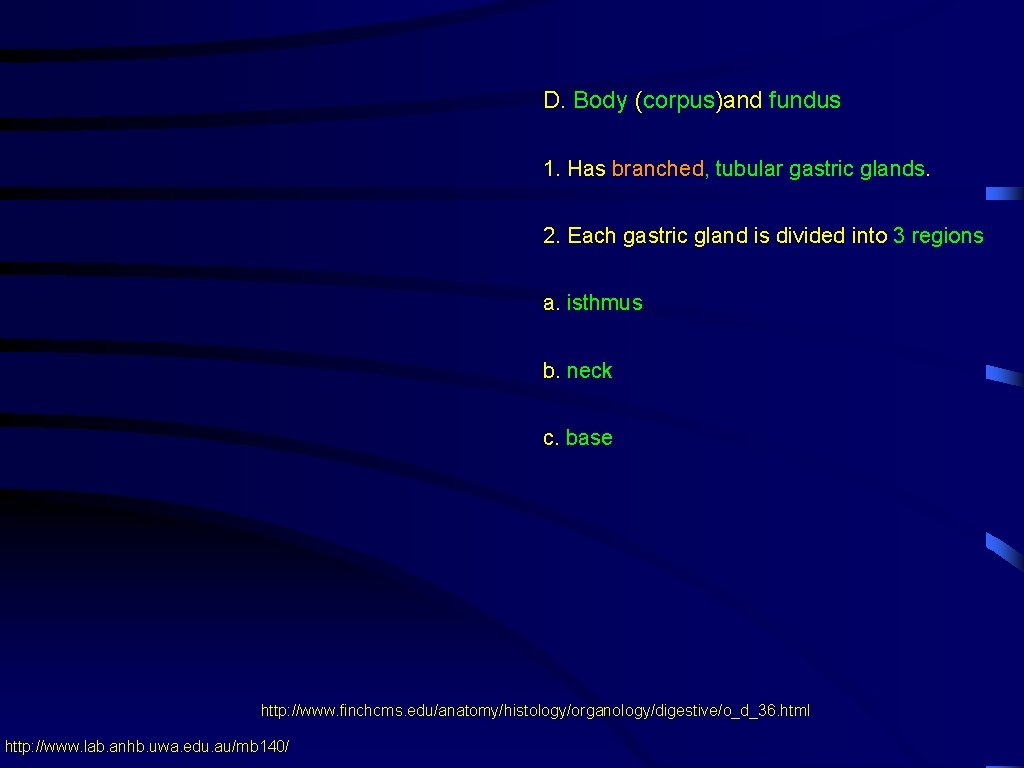 D. Body (corpus)and fundus 1. Has branched, tubular gastric glands. 2. Each gastric gland