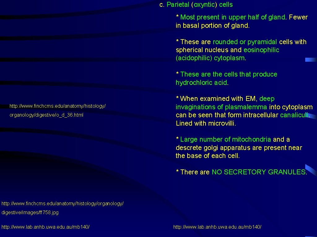 c. Parietal (oxyntic) cells * Most present in upper half of gland. Fewer in