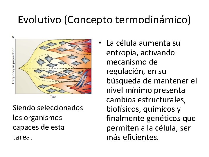 Evolutivo (Concepto termodinámico) Siendo seleccionados los organismos capaces de esta tarea. • La célula