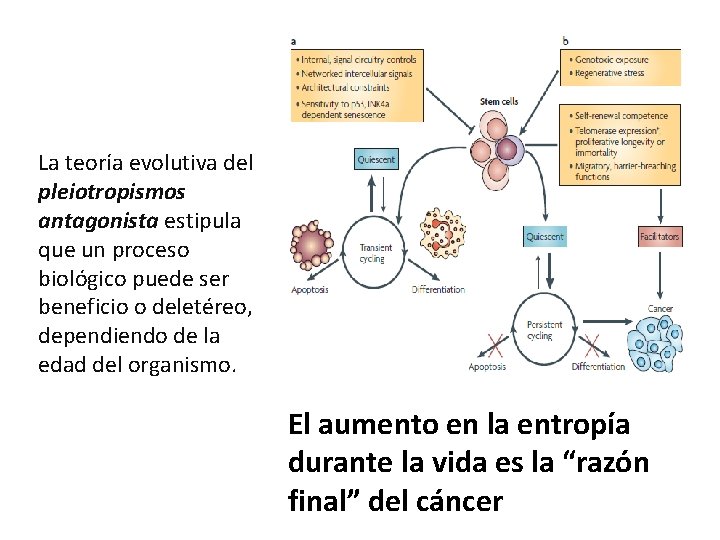 La teoría evolutiva del pleiotropismos antagonista estipula que un proceso biológico puede ser beneficio