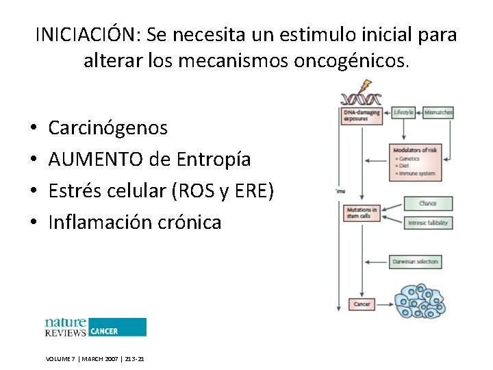 INICIACIÓN: Se necesita un estimulo inicial para alterar los mecanismos oncogénicos. • • Carcinógenos
