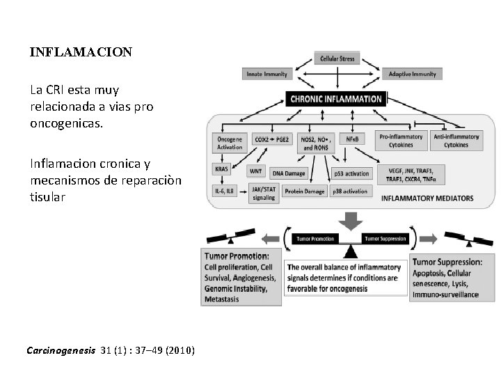 INFLAMACION La CRI esta muy relacionada a vias pro oncogenicas. Inflamacion cronica y mecanismos