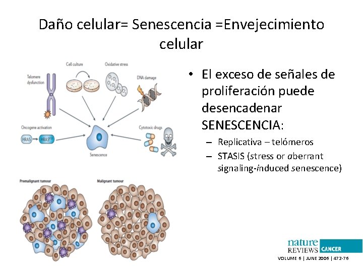 Daño celular= Senescencia =Envejecimiento celular • El exceso de señales de proliferación puede desencadenar