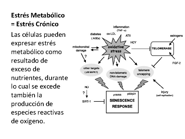 Estrés Metabólico = Estrés Crónico Las células pueden expresar estrés metabólico como resultado de