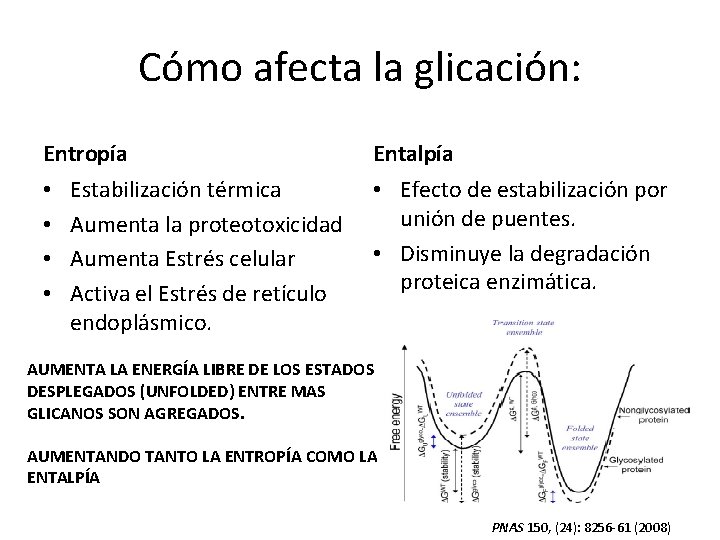 Cómo afecta la glicación: Entropía • • Estabilización térmica Aumenta la proteotoxicidad Aumenta Estrés