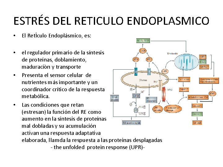ESTRÉS DEL RETICULO ENDOPLASMICO • El RetÍculo Endoplásmico, es: • el regulador primario de