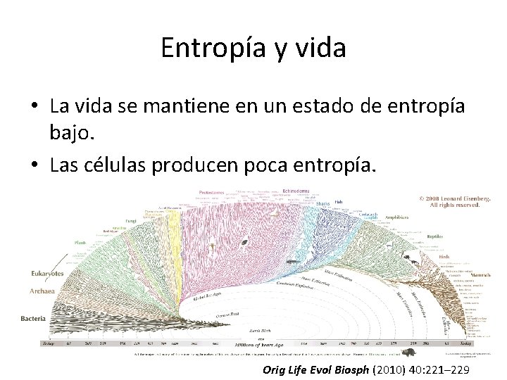 Entropía y vida • La vida se mantiene en un estado de entropía bajo.