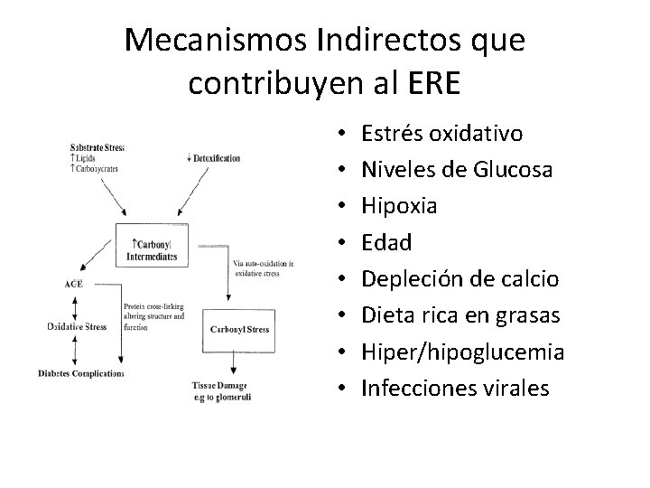 Mecanismos Indirectos que contribuyen al ERE • • Estrés oxidativo Niveles de Glucosa Hipoxia