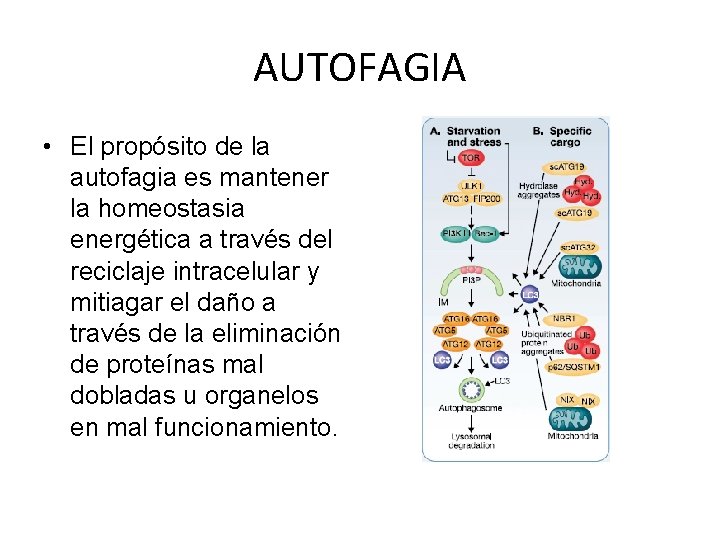AUTOFAGIA • El propósito de la autofagia es mantener la homeostasia energética a través