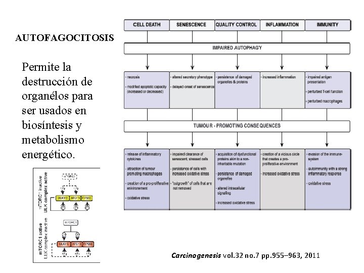 AUTOFAGOCITOSIS Permite la destrucción de organélos para ser usados en biosíntesis y metabolismo energético.