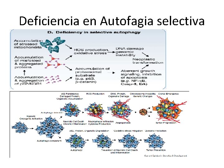 Deficiencia en Autofagia selectiva 