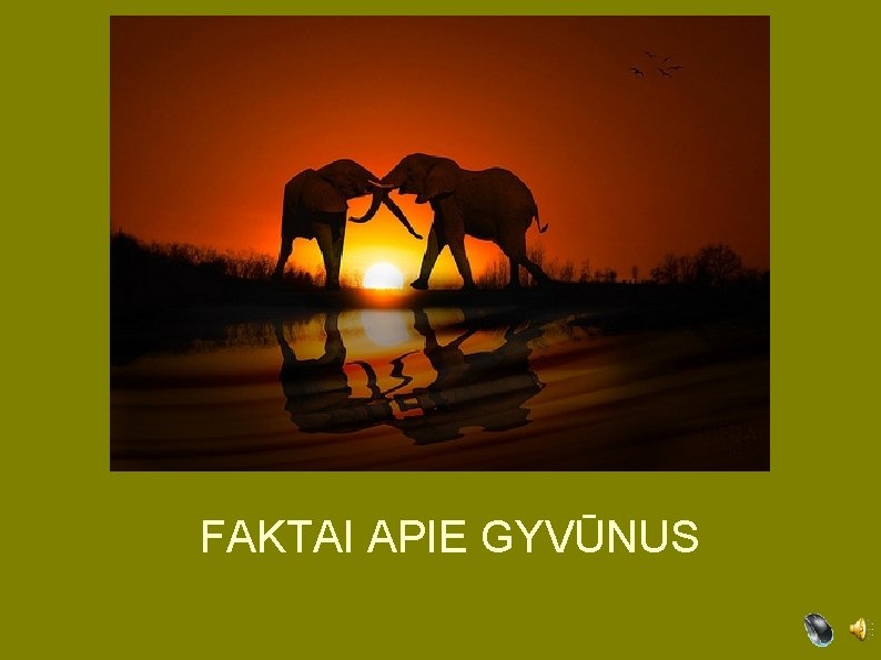 FAKTAI APIE GYVŪNUS 