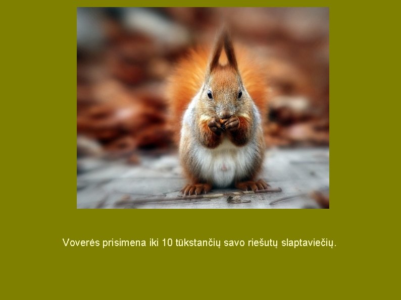 Voverės prisimena iki 10 tūkstančių savo riešutų slaptaviečių. Voverės prisimena iki 10 tūkstančių savo riešutų slaptaviečių.