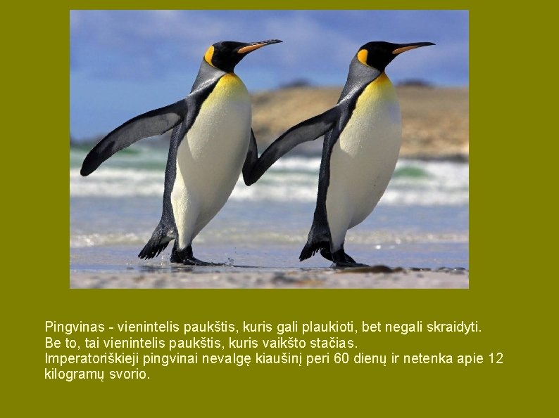 Pingvinas - vienintelis paukštis, kuris gali plaukioti, bet negali skraidyti. Be to, tai vienintelis Pingvinas - vienintelis paukštis, kuris gali plaukioti, bet negali skraidyti. Be to, tai vienintelis